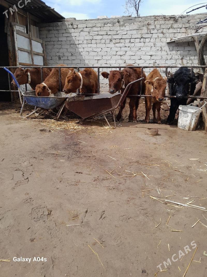 Öküz - Кëши - img 1