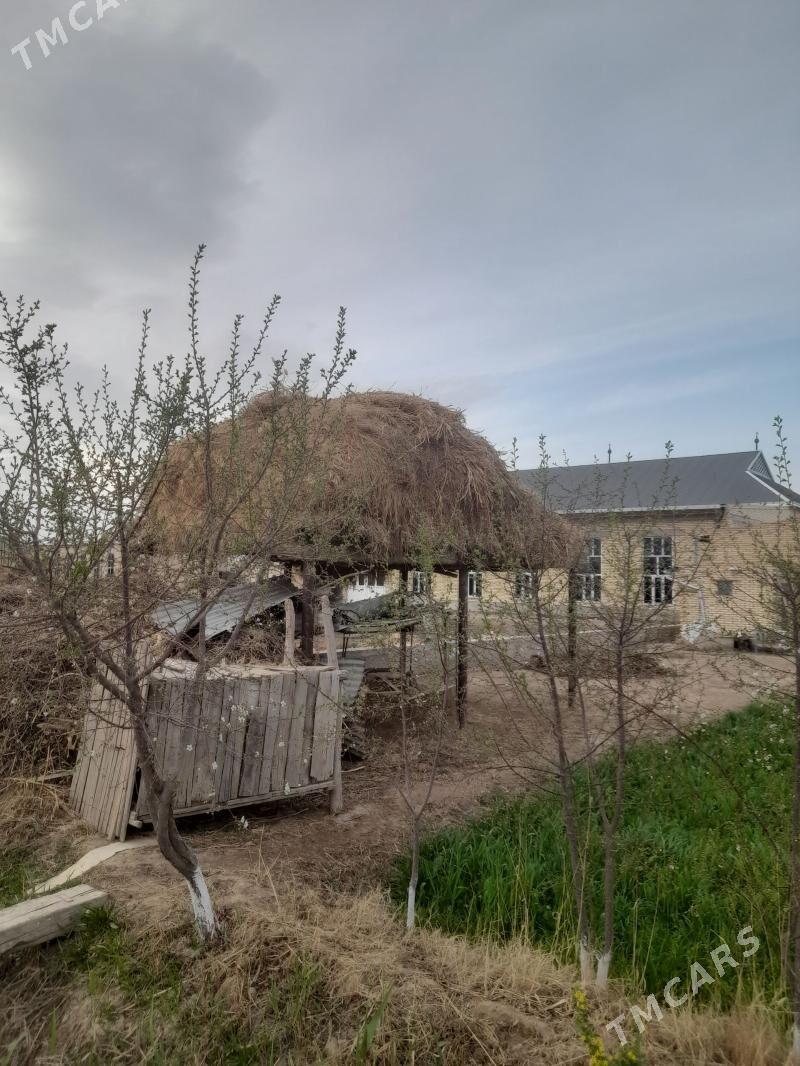 yorunja ot - Dänew - img 1