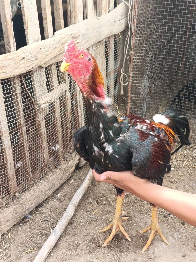 baysow - Farap - img 1