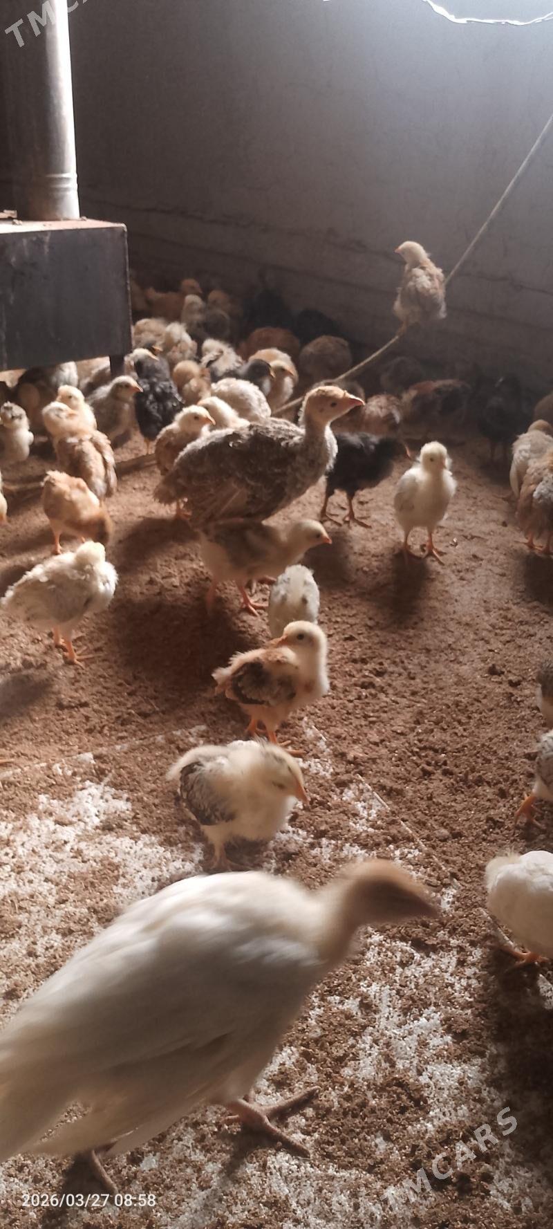 Induk juyje - Tejen - img 1