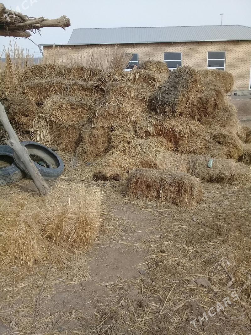 от сатлык - Dänew - img 1