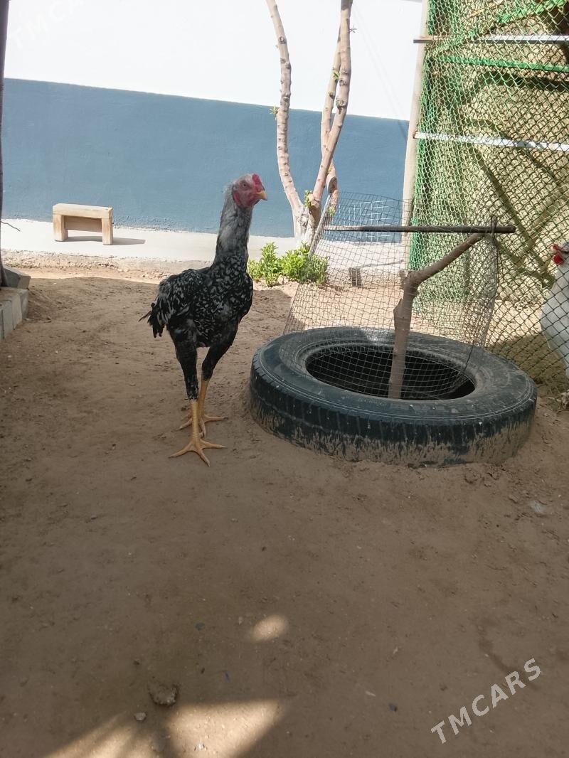 taşgent horoz - Täze zaman - img 1