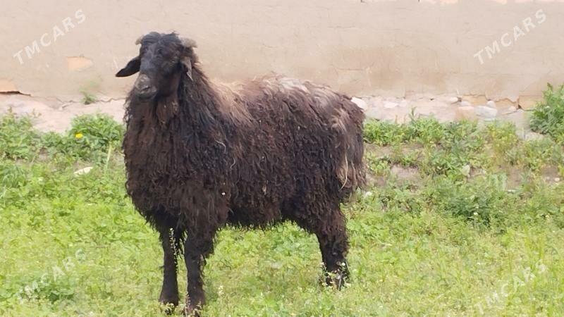 Berre - Kaka - img 1