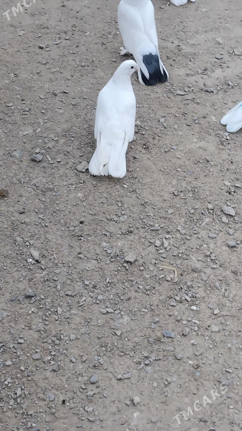 Kepderi - Бахарден - img 1