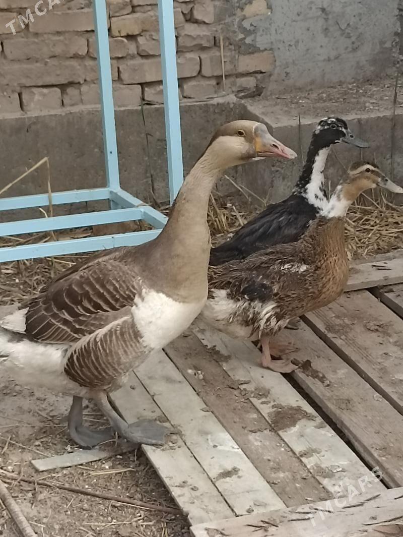 Gaz - Чарджоу - img 1