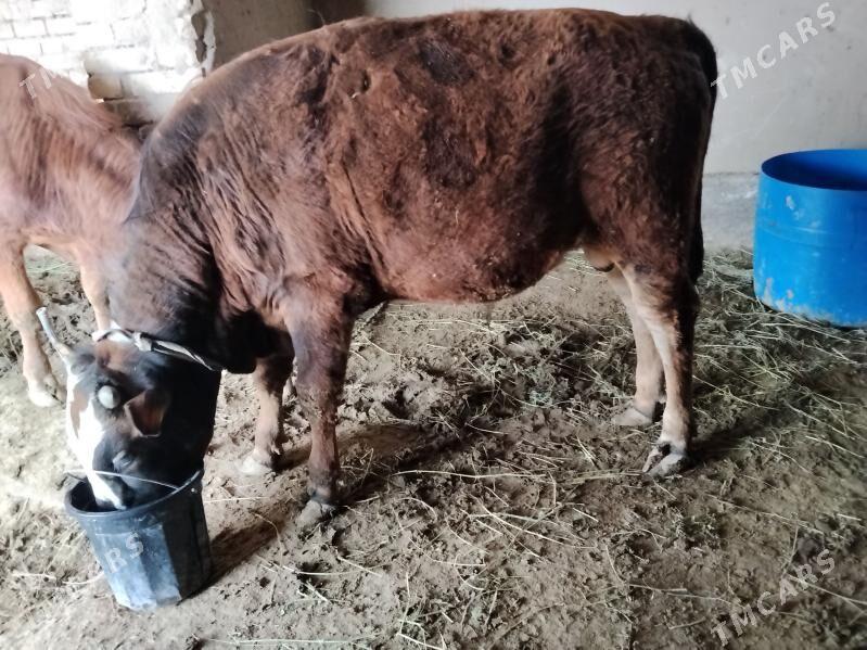 Okuzce - Сакарчага - img 1