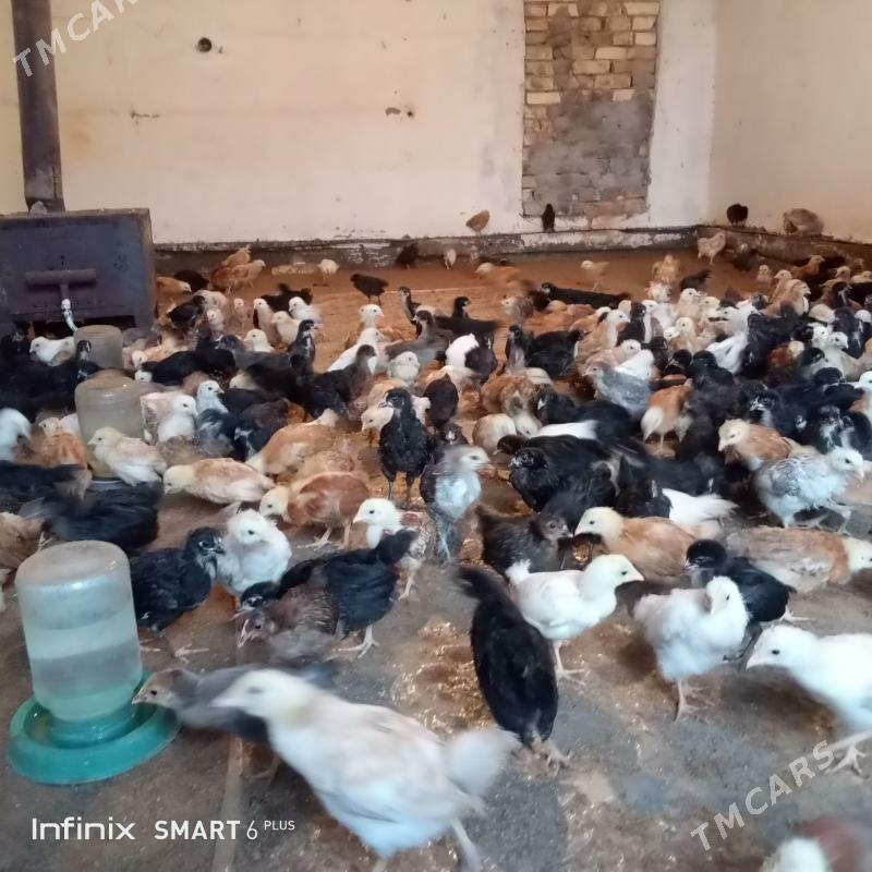 jüyje - Каракумский этрап - img 1