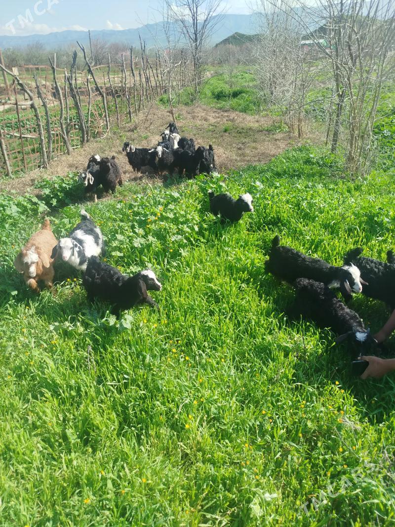 Cebis - Magtymguly - img 1