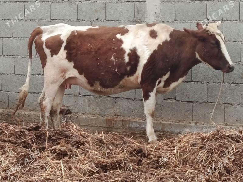 bogoz gaçar - Шабатский этрап - img 1