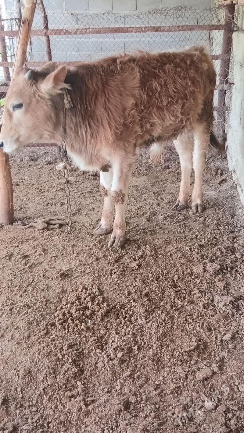 şiwes öküz - Bäherden - img 1