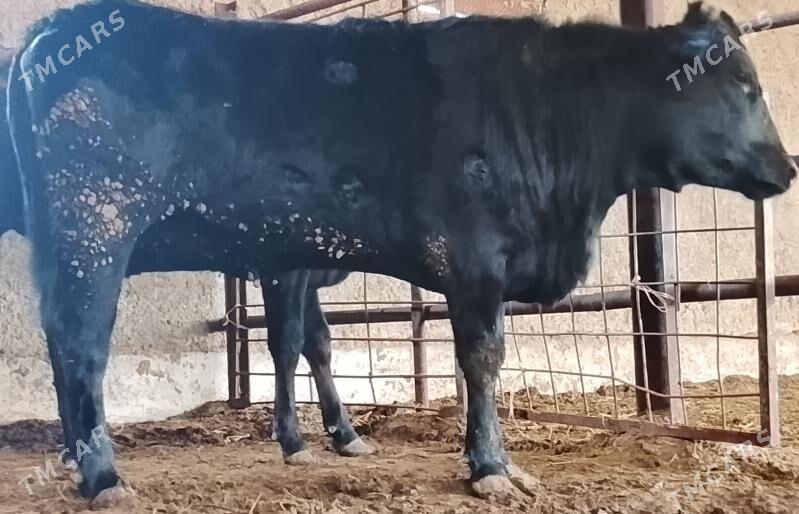 tüwe - Бузмеин - img 1