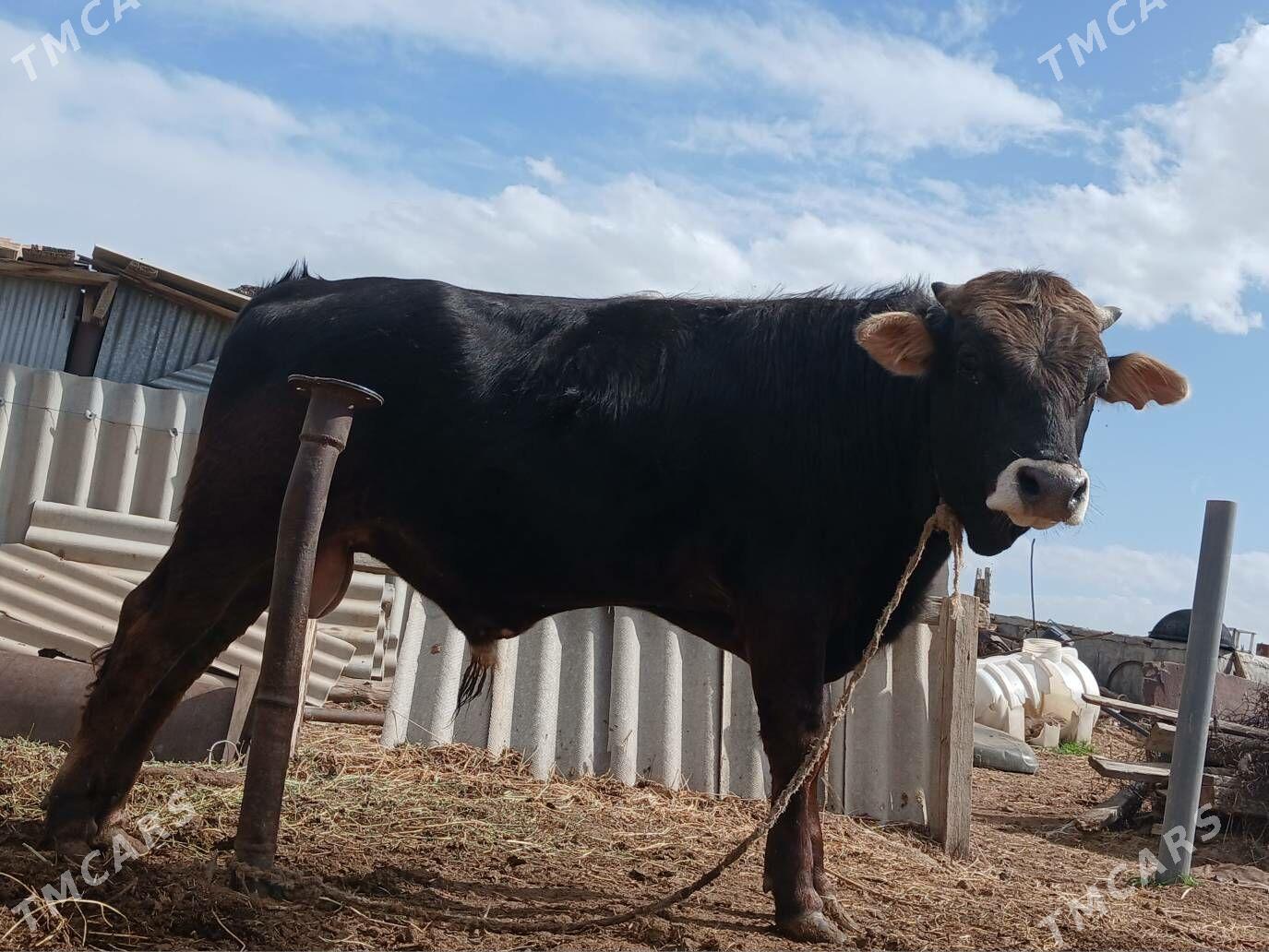 Öküz - Ak bugdaý etraby - img 1