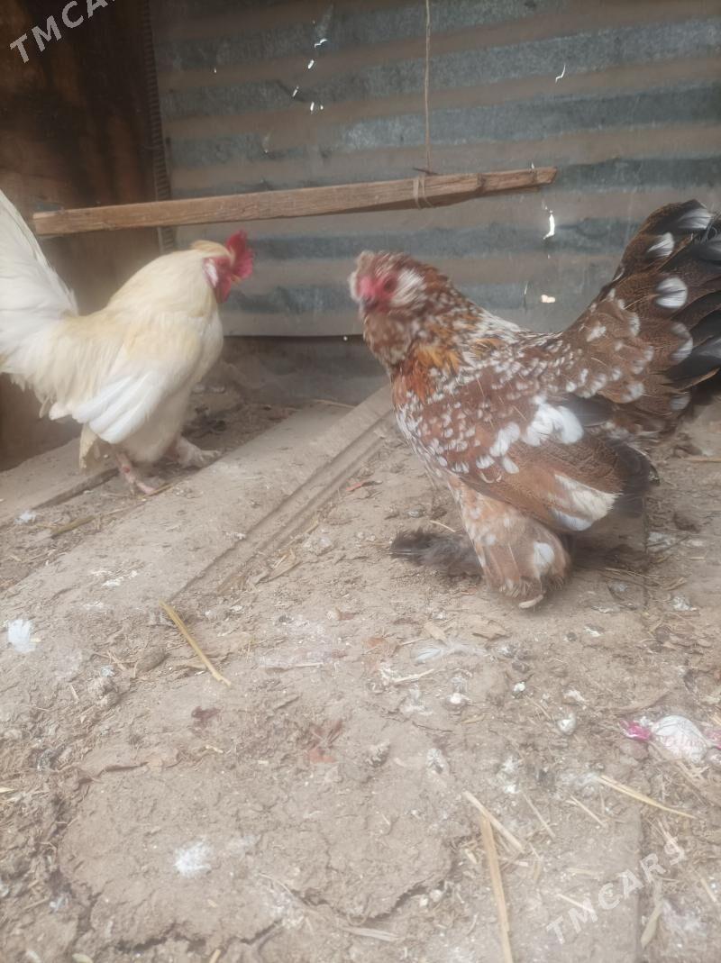 yaponçik - Türkmenabat - img 1