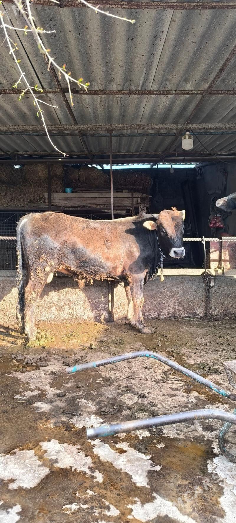 Öküz - Багир - img 1