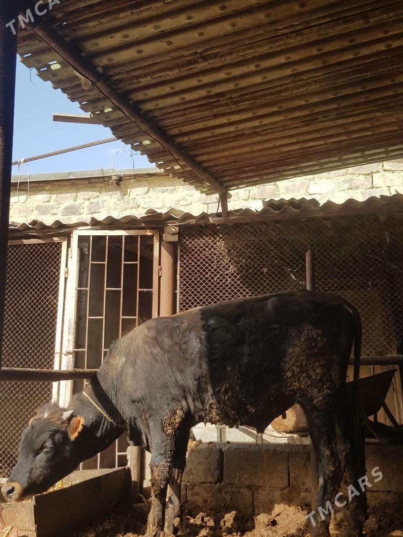 Öküz - Aşgabat - img 1