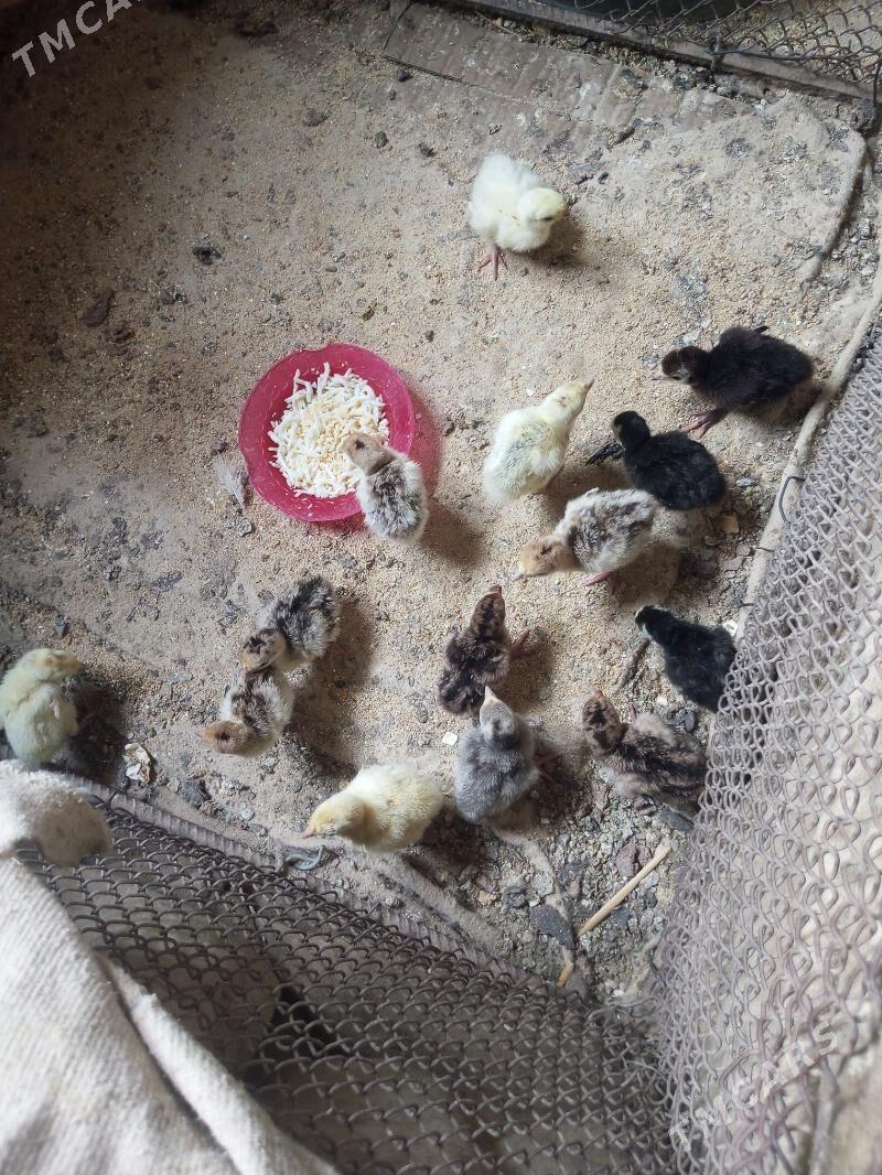 induk - Байрамали - img 1