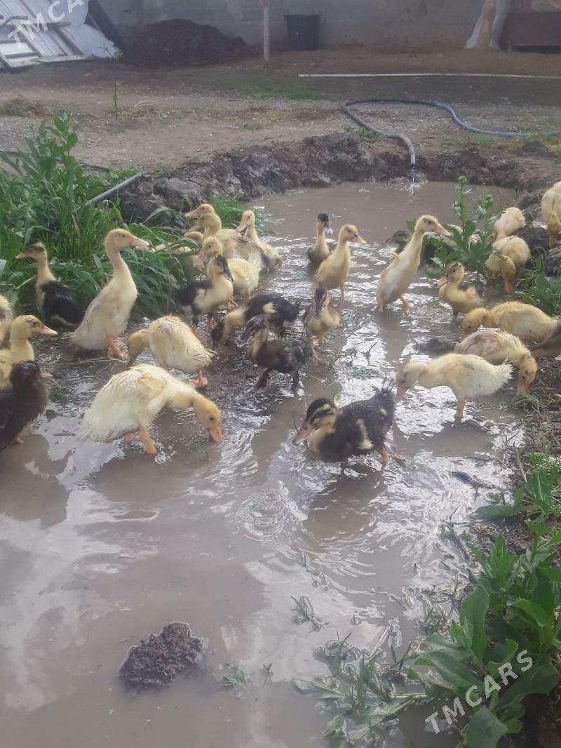 ordek juyje - Гёкдепе - img 1