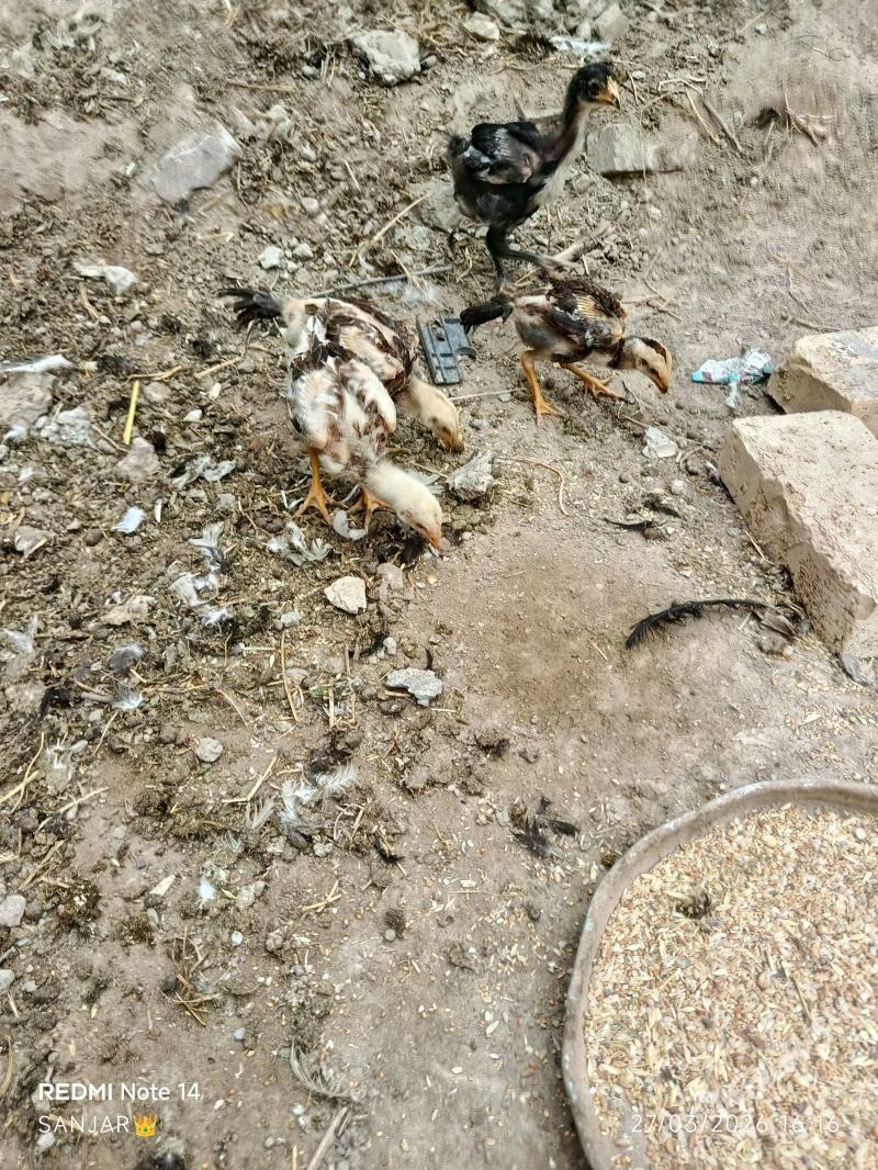 Juje - Çärjew - img 1