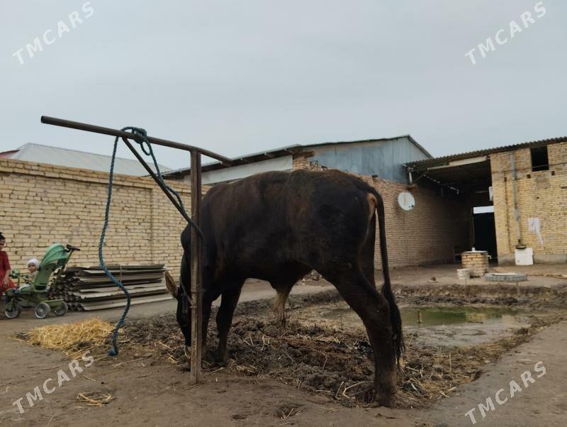 öküz unajyn - Türkmenabat - img 1