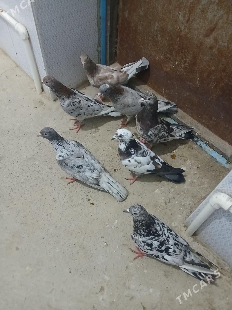 kepderi - Gyzylarbat - img 1