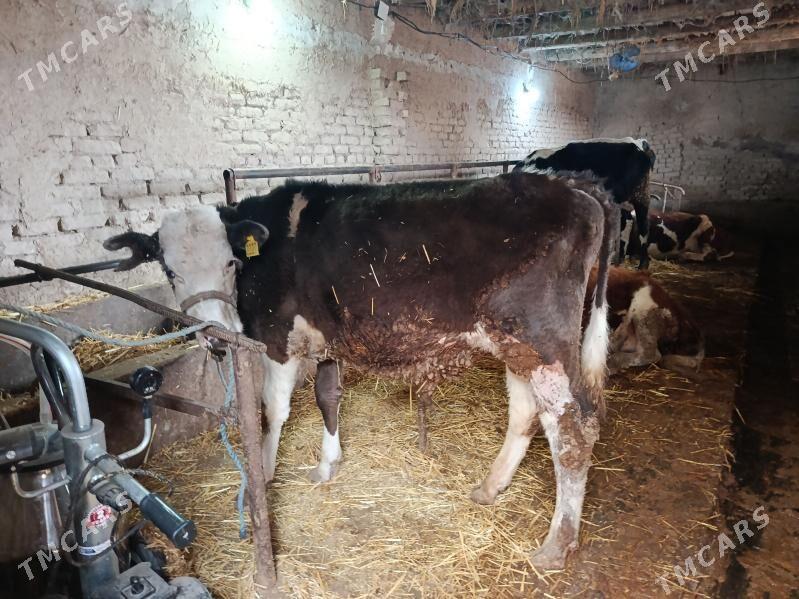 paroda okuz - Шабатский этрап - img 1