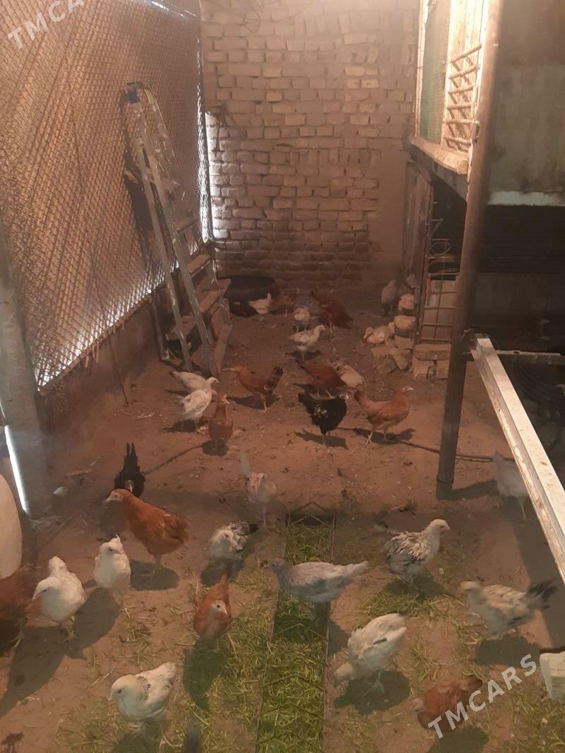 towuk juyje - Mary - img 1