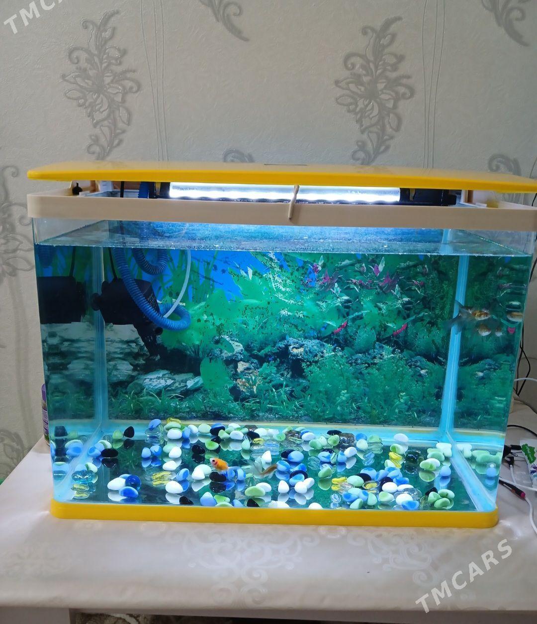 АКВАРИУМ 75 ЛИТРОВ - Туркменабат - img 1