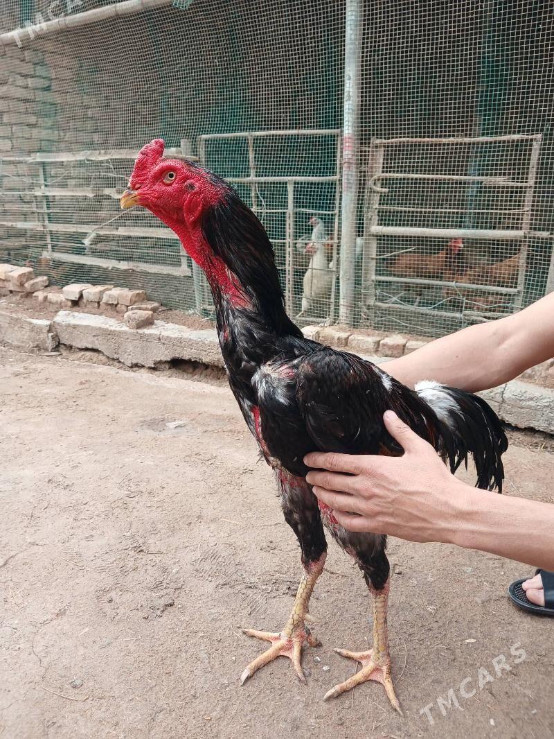 Horaz - Türkmenabat - img 1