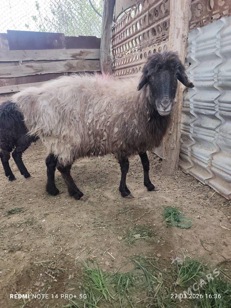 Goýun - Мары - img 1