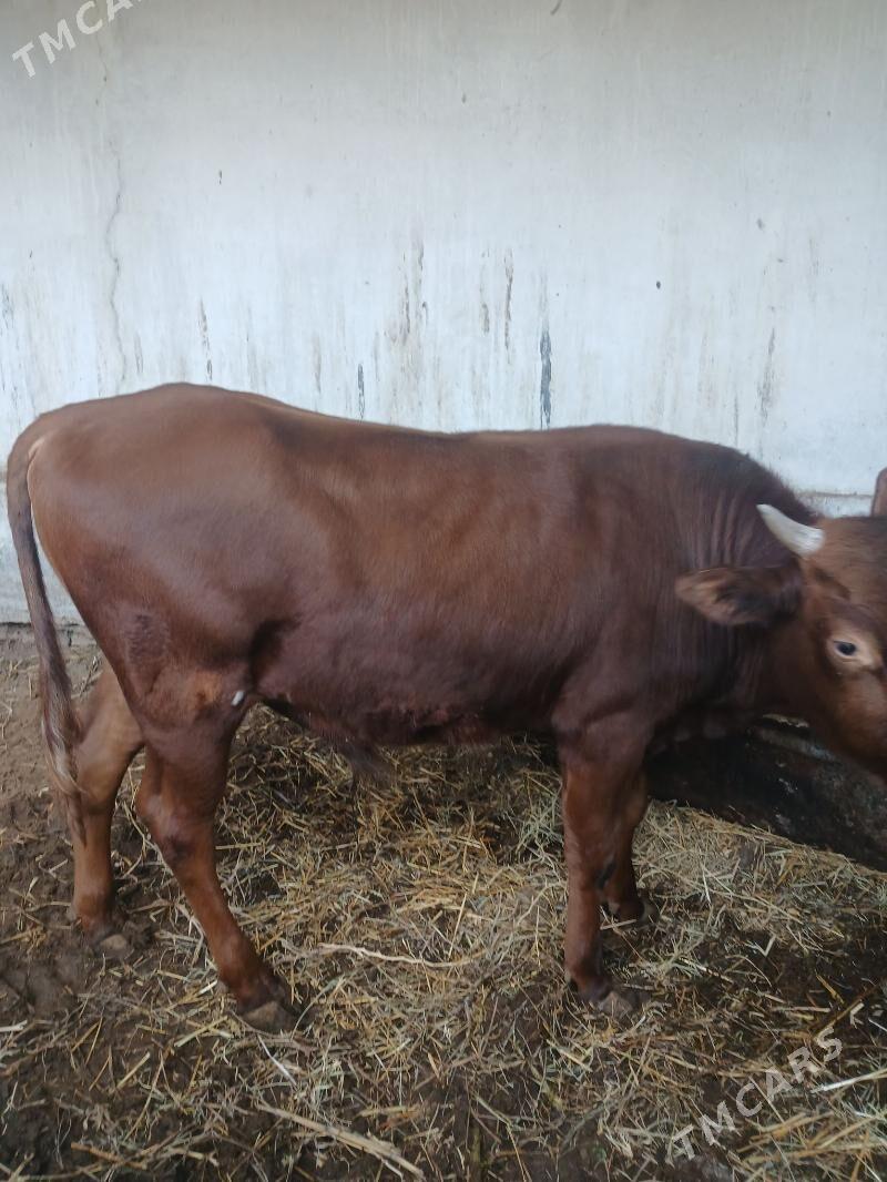 okuz - Aşgabat - img 1