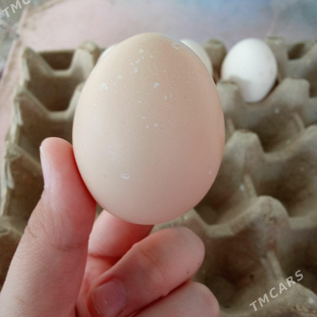 BRAMA TOWUKLARYN ÝUMURTGASY - Гёкдепе - img 1