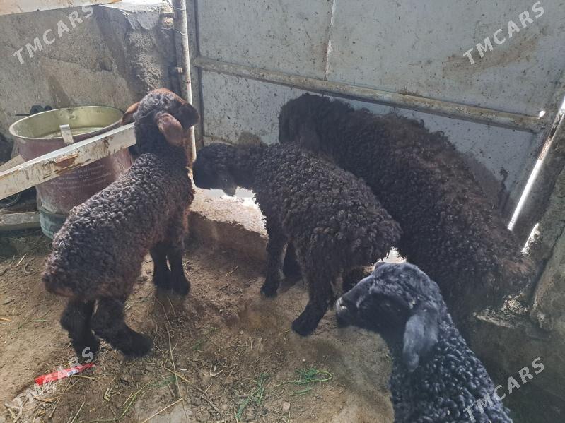 ota duran guzy - Гызыларбат - img 1