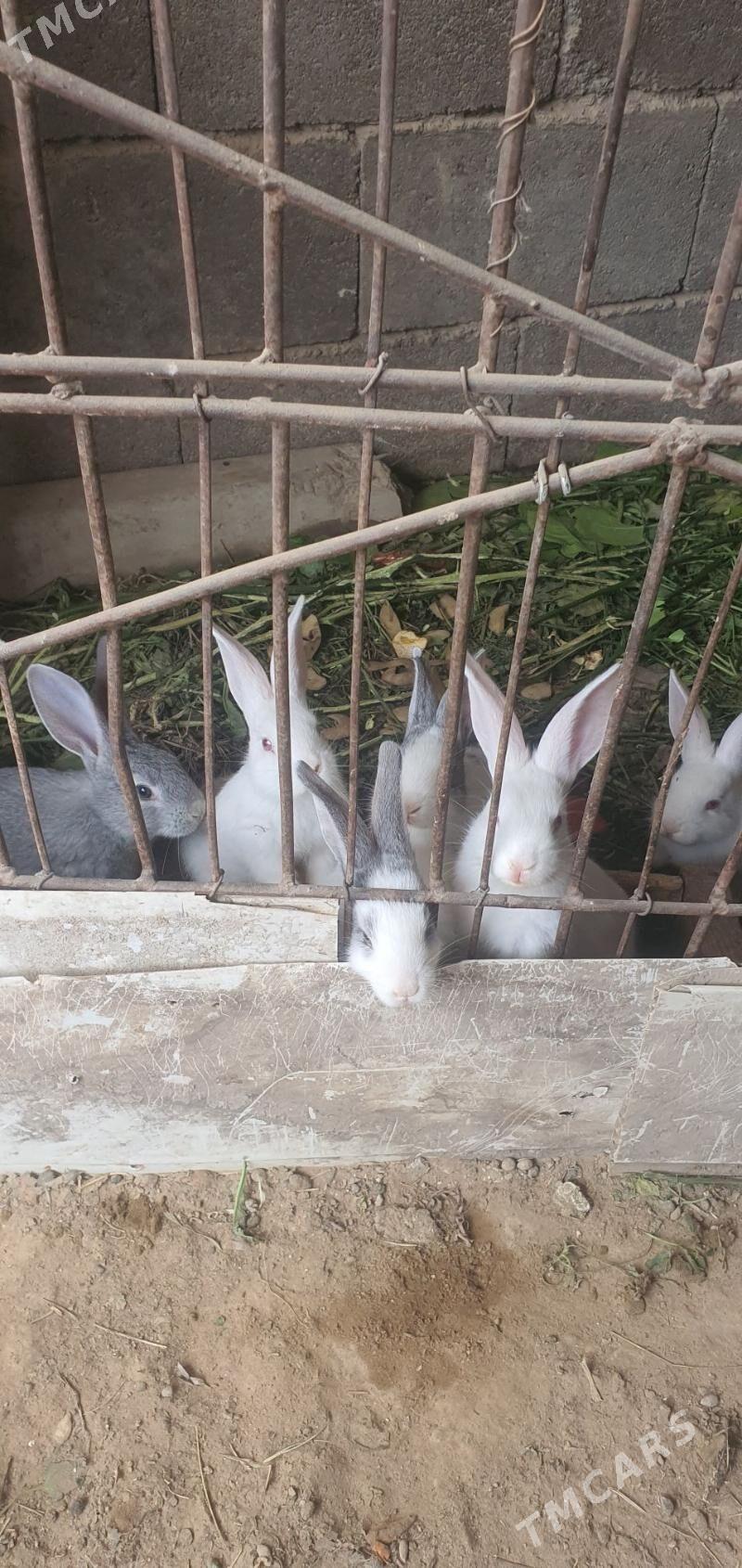 товшан - Aşgabat - img 1