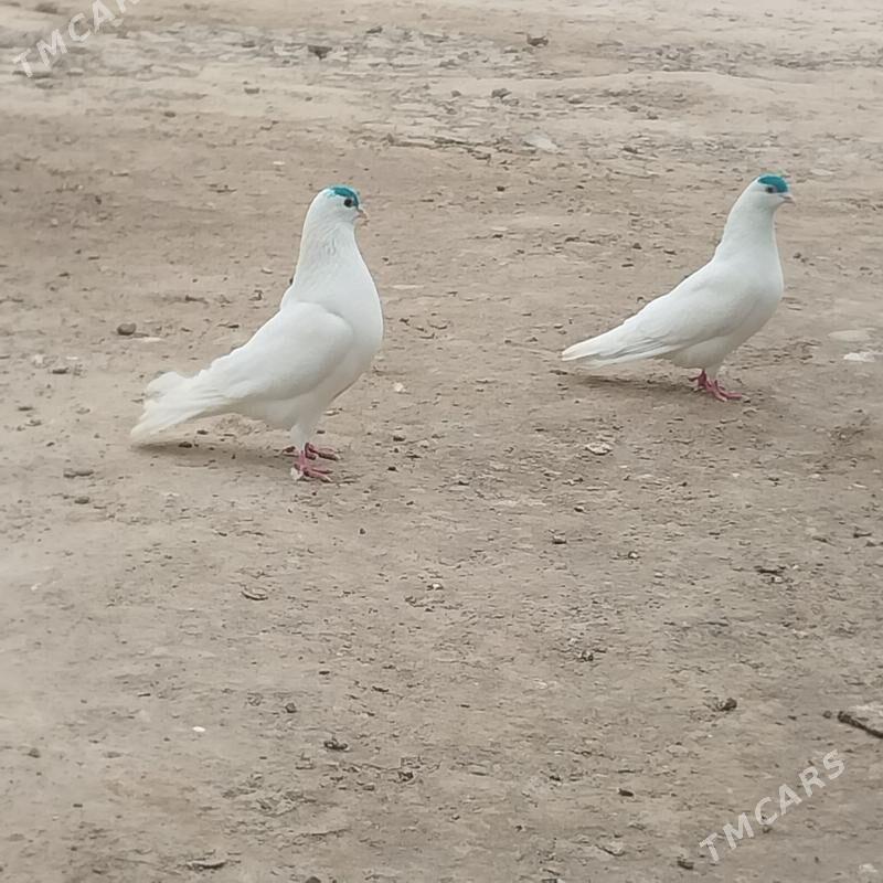 KEPDERI. - Murgap - img 1