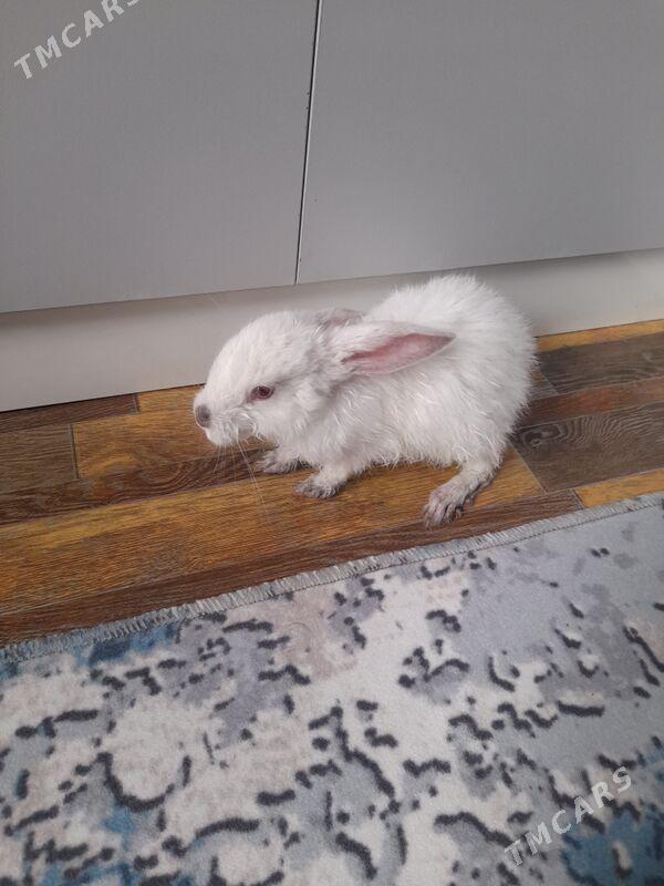 Tovsan - 30 mkr - img 1