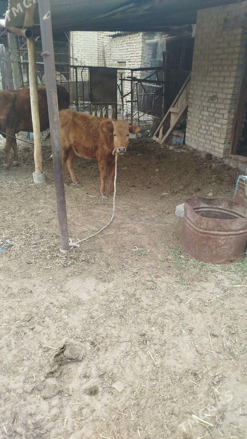 gulajyn - Векильбазар - img 1