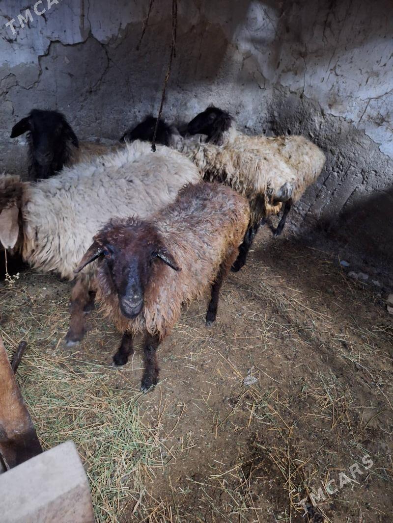 goyun we geciler - Ак-Бугдайский этрап - img 1