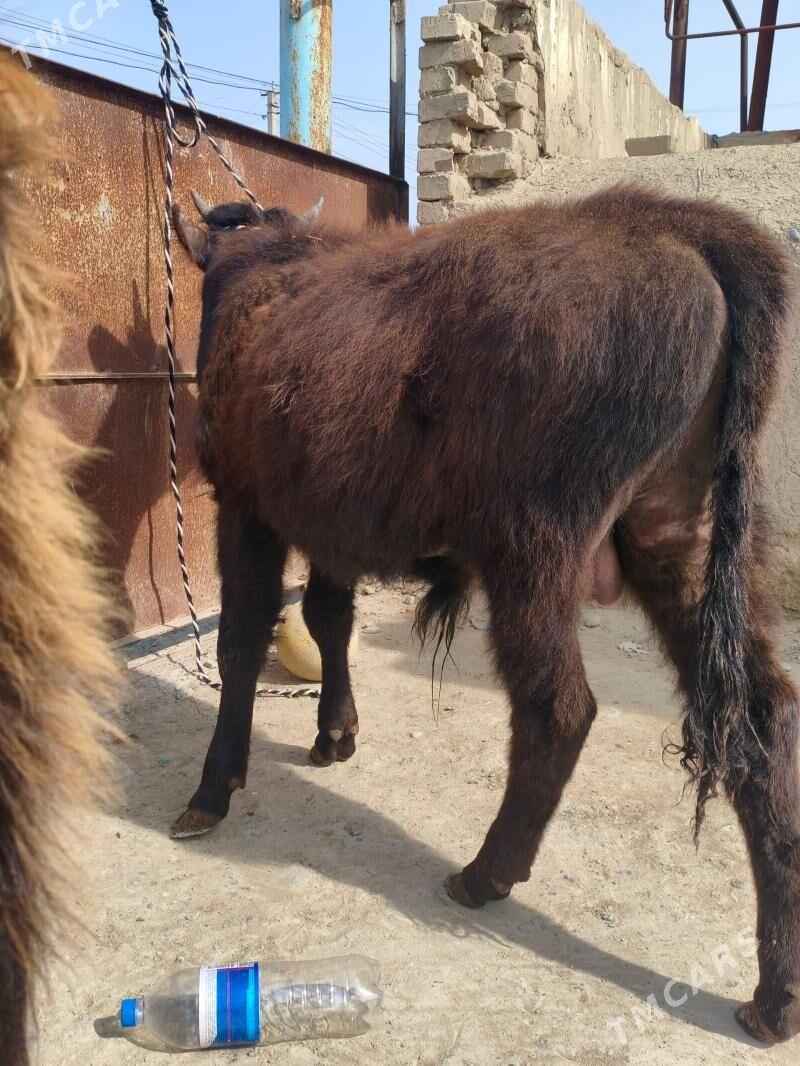 tohum öküz - Bäherden - img 1