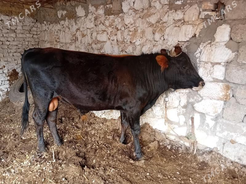 ökuz - Туркменабат - img 1