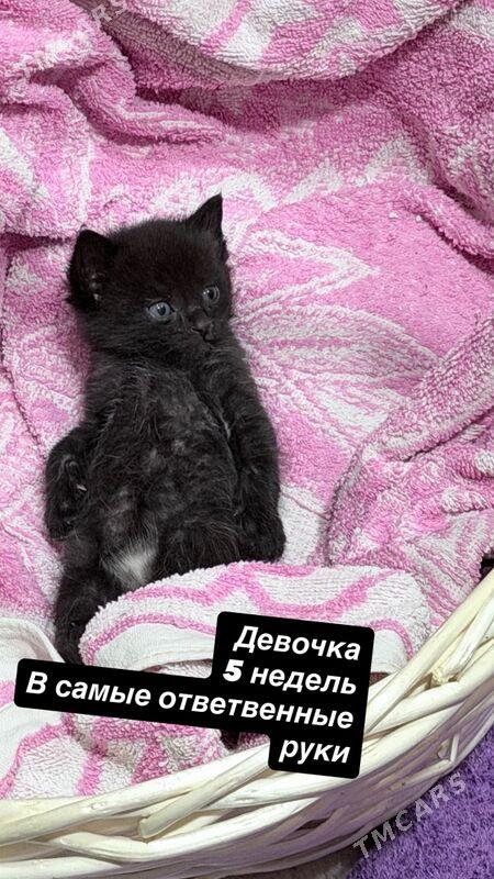 котенок - Ашхабад - img 1
