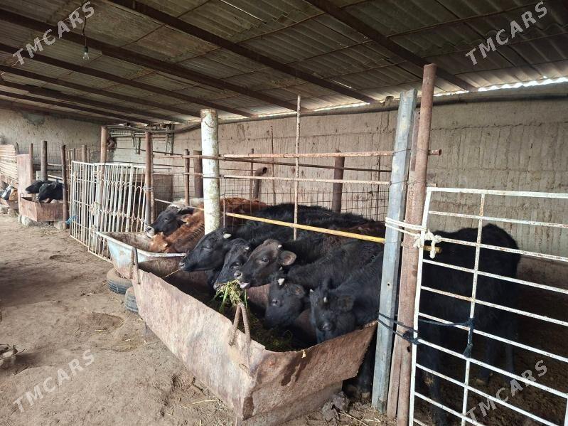 okuz - Gökdepe - img 1