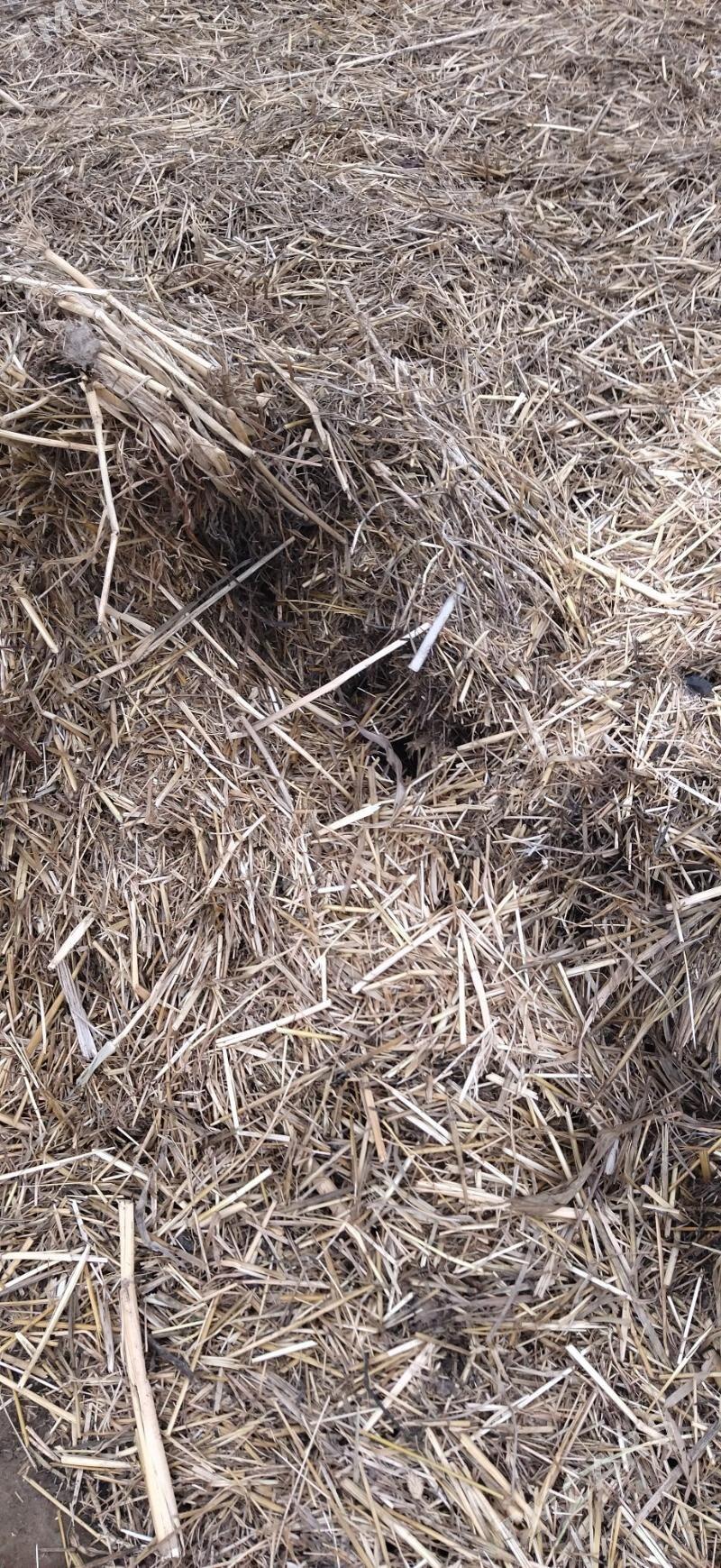 saman - Туркменабат - img 1