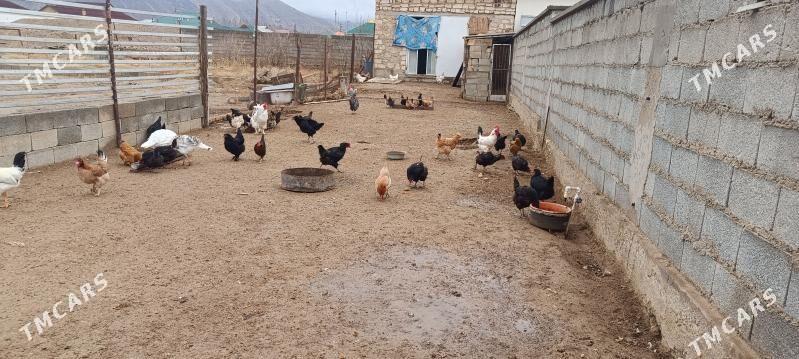 Towuk Horaz - Balkanabat - img 1