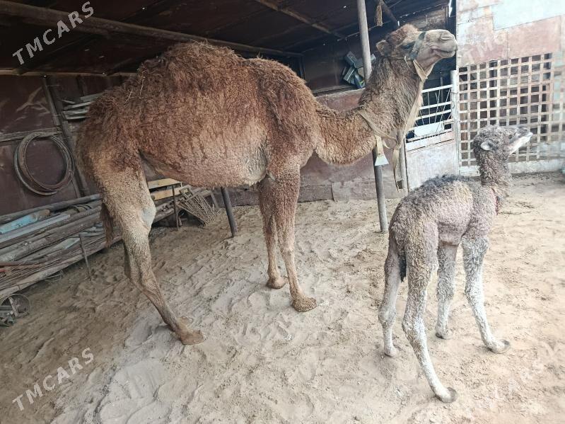 Kosekli Duye - Esenguly - img 1