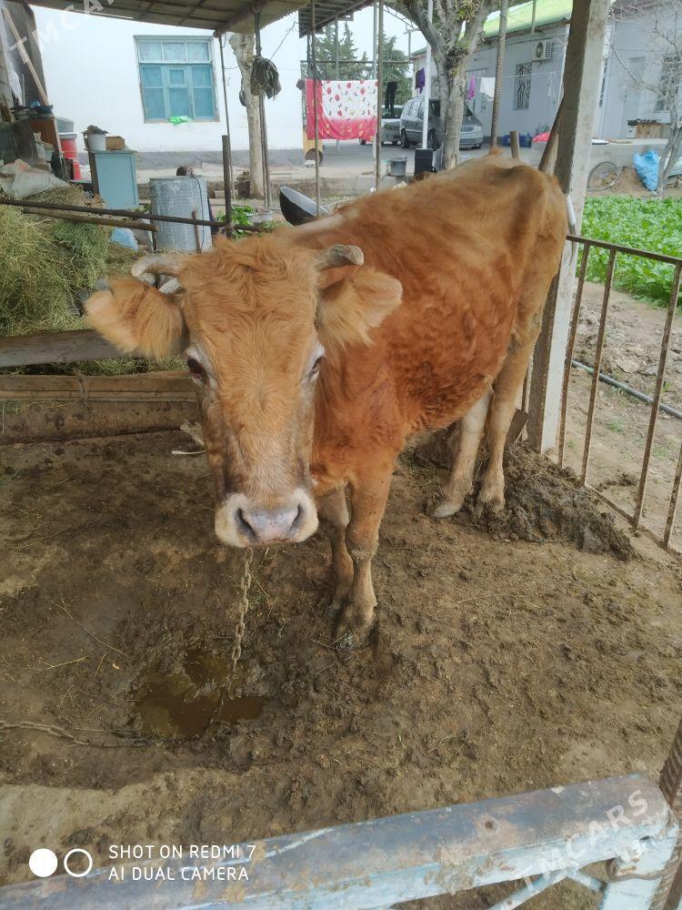 sygyr - Кипджак - img 1