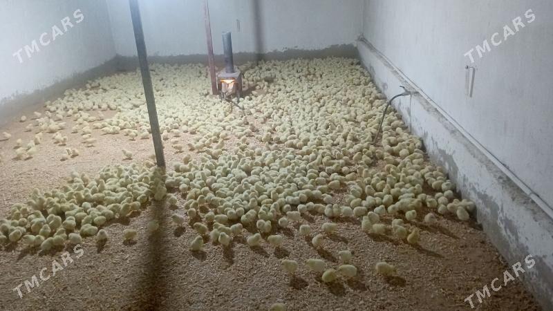 juje - Ak bugdaý etraby - img 1