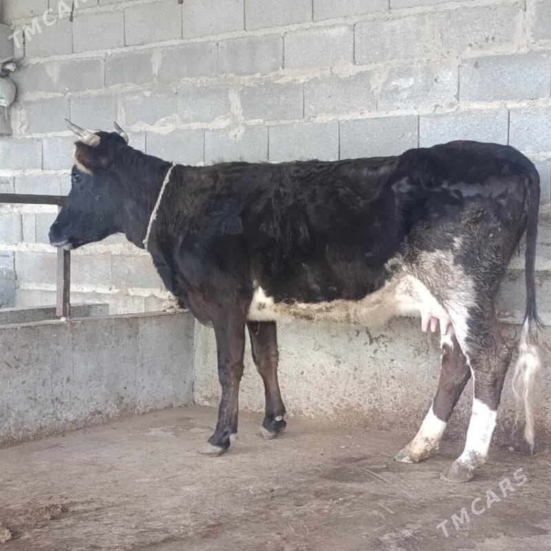 2,Goleli sygyr - Бахарден - img 1