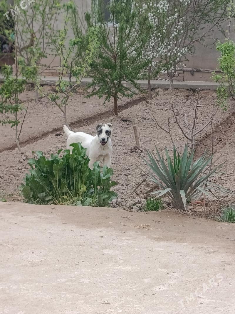 çopan gujuk - Türkmenabat - img 1