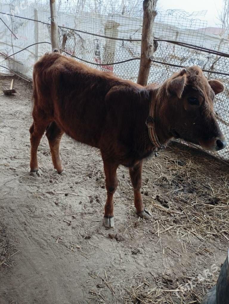 Gacar - Şabat etr. - img 1