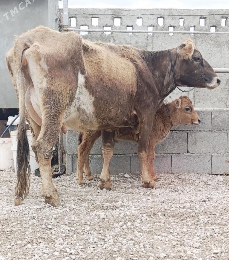 Göleli Sygyr - Гёкдепе - img 1